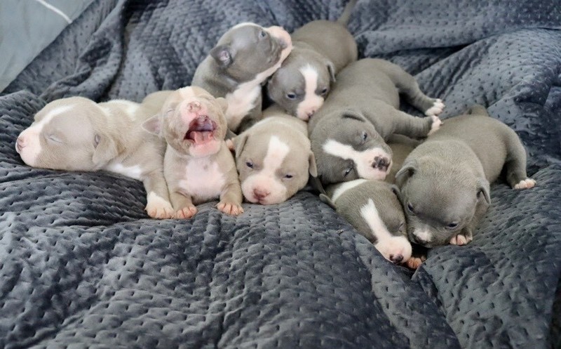 louis v american bully